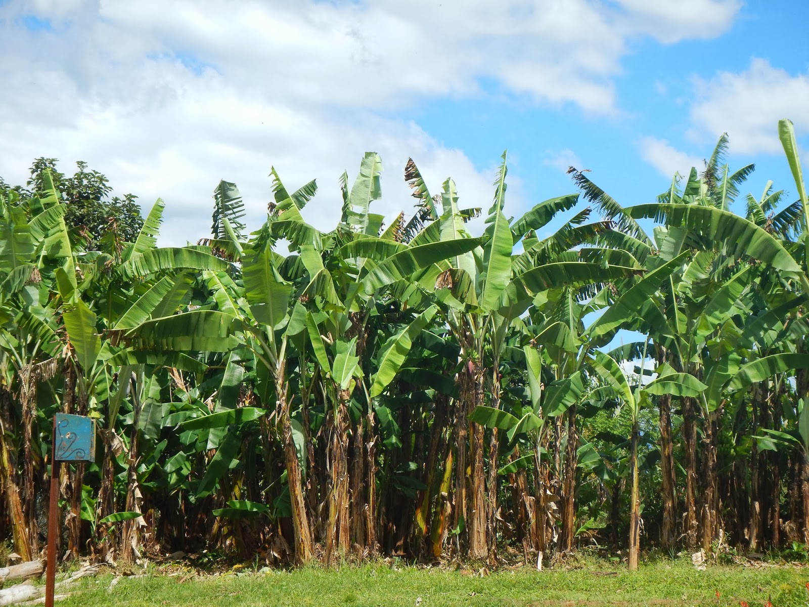 banana grove pruning tree fact interesting